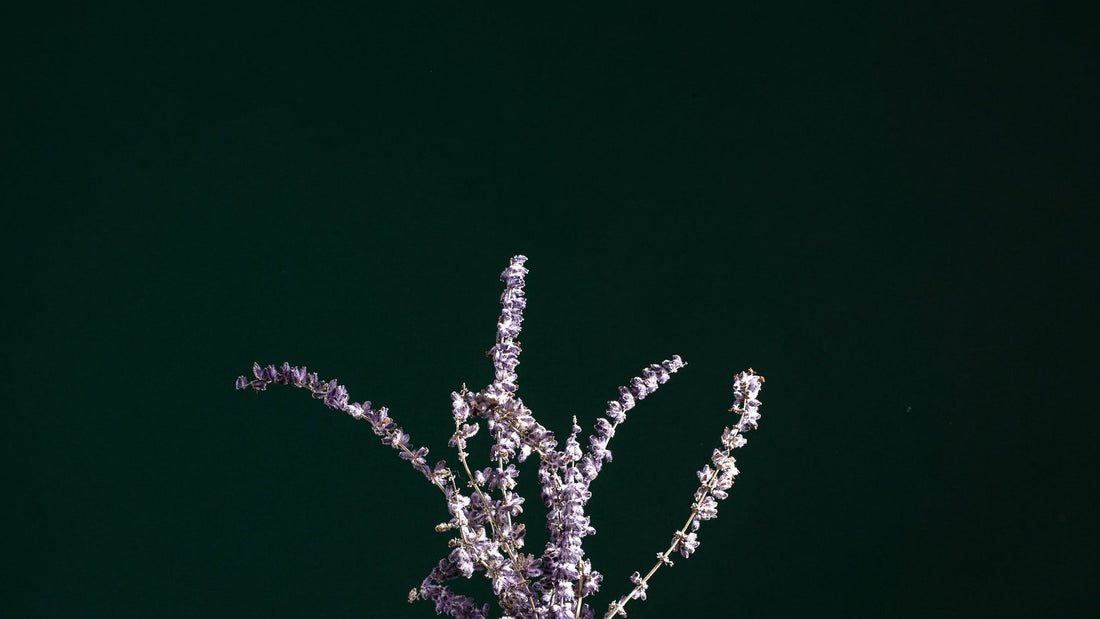 Lavendel in een helder glazen flesje tegen een donkere achtergrond
