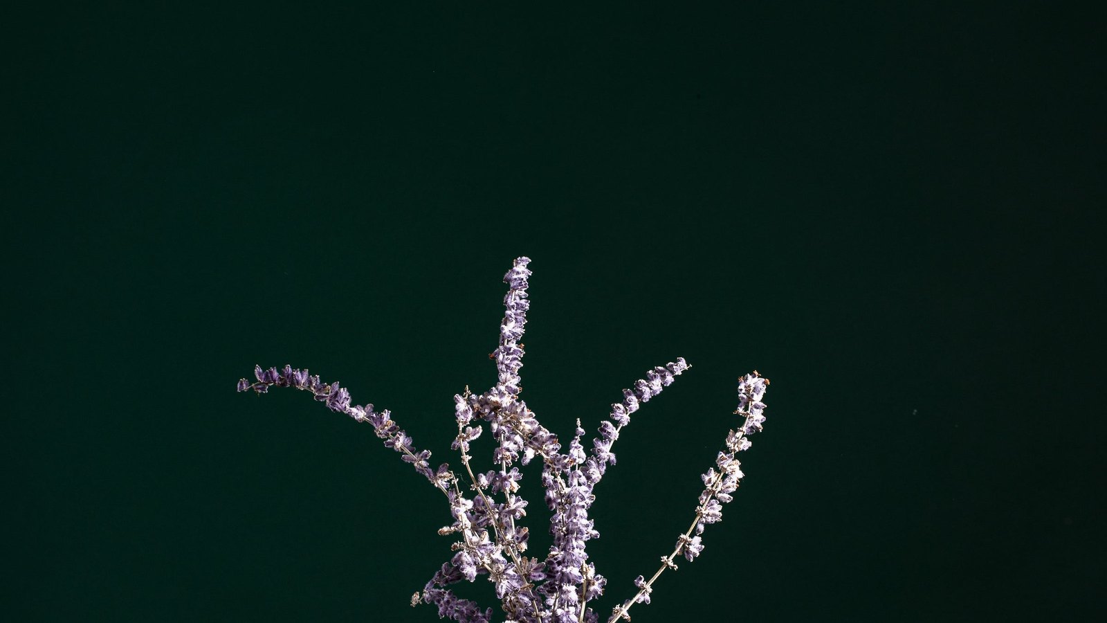 Lavendel in een helder glazen flesje tegen een donkere achtergrond