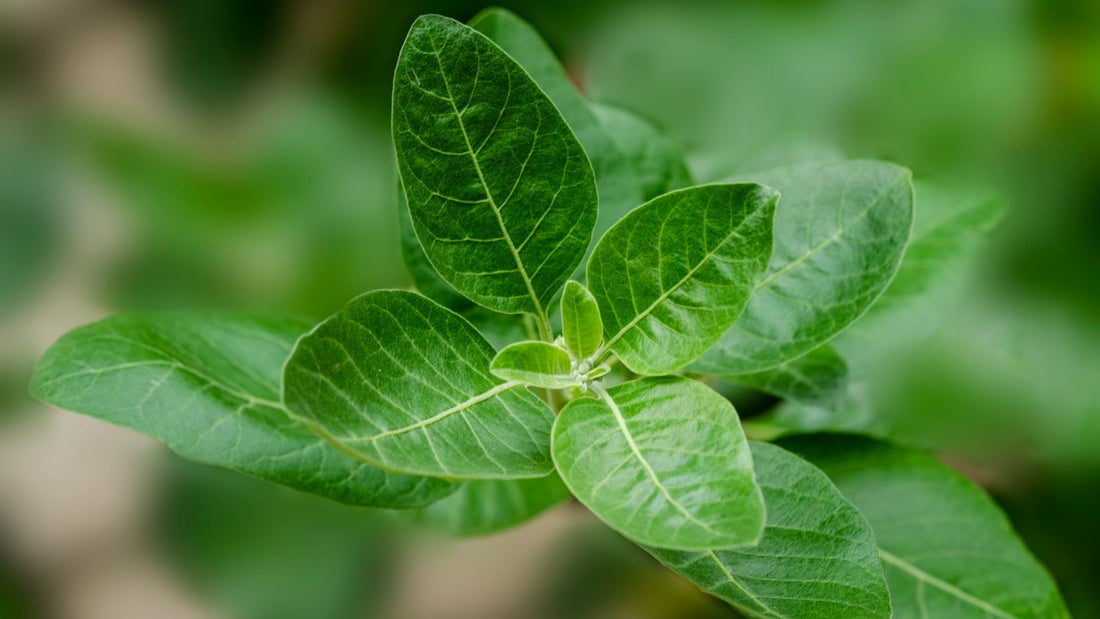 Groene bladeren van de ashwagandha-plant