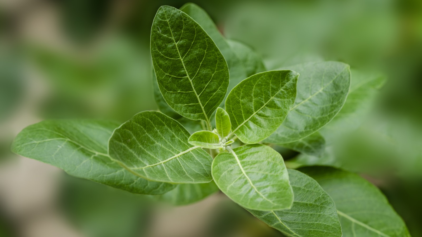 Groene bladeren van de ashwagandha-plant