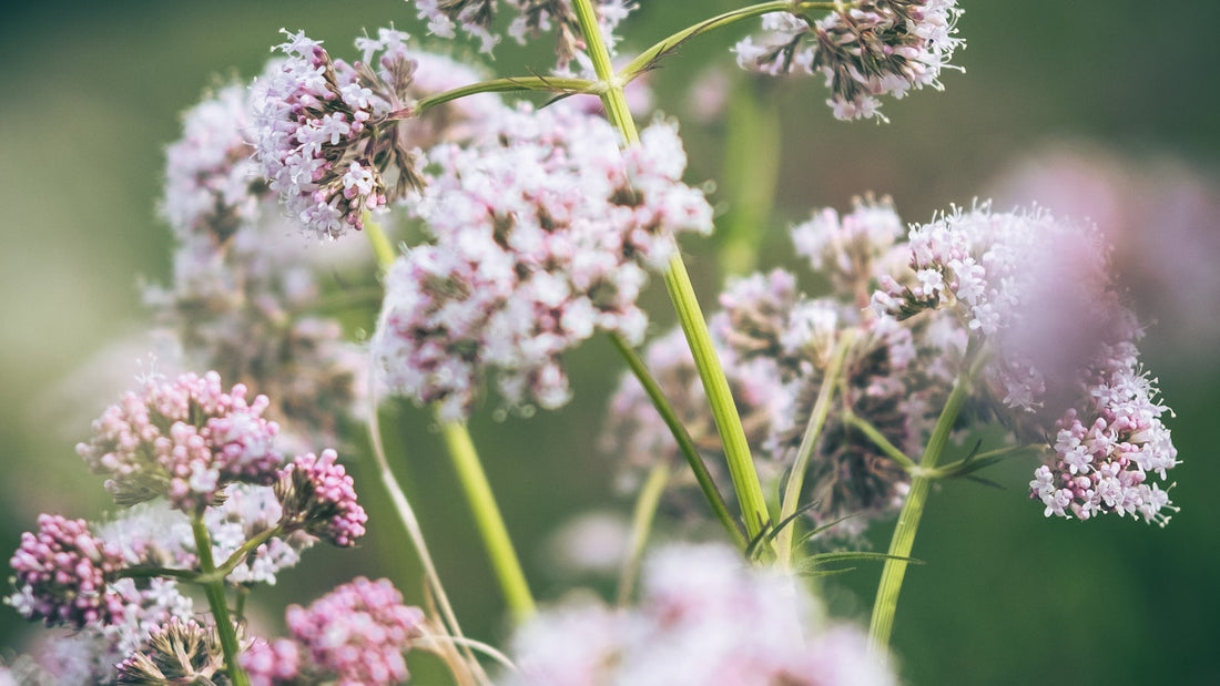 Bloeiende valeriaan met lichtroze bloemschermen