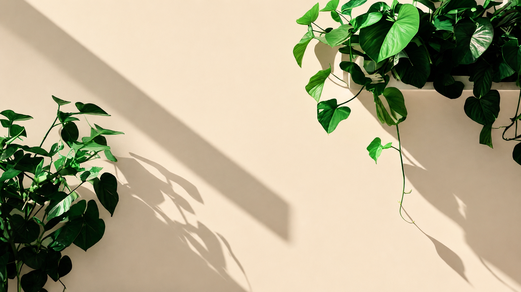 Dailyvate header planten
